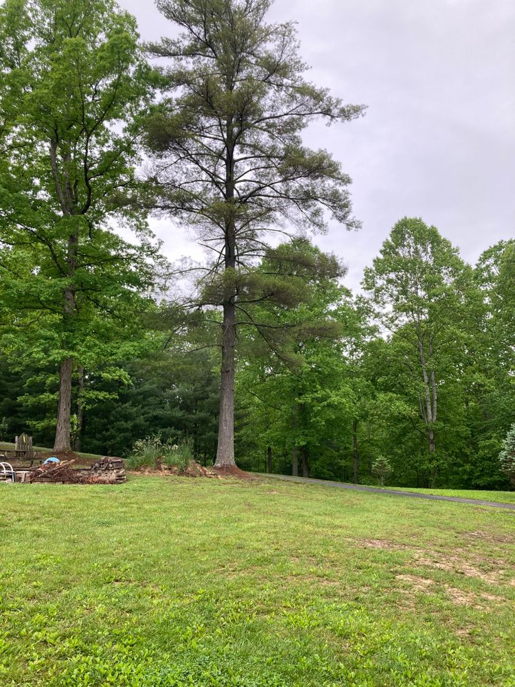 All Photos for Houtz Tree Service in Lexington, KY