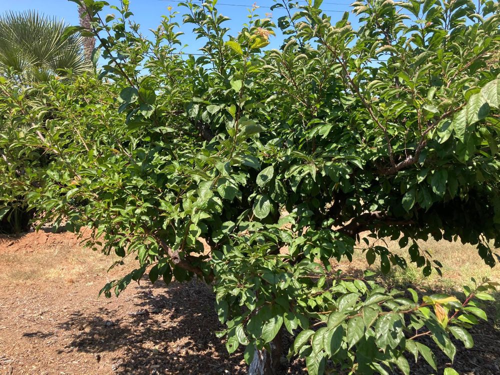 All Photos for The Tree Fairy in Temecula, CA