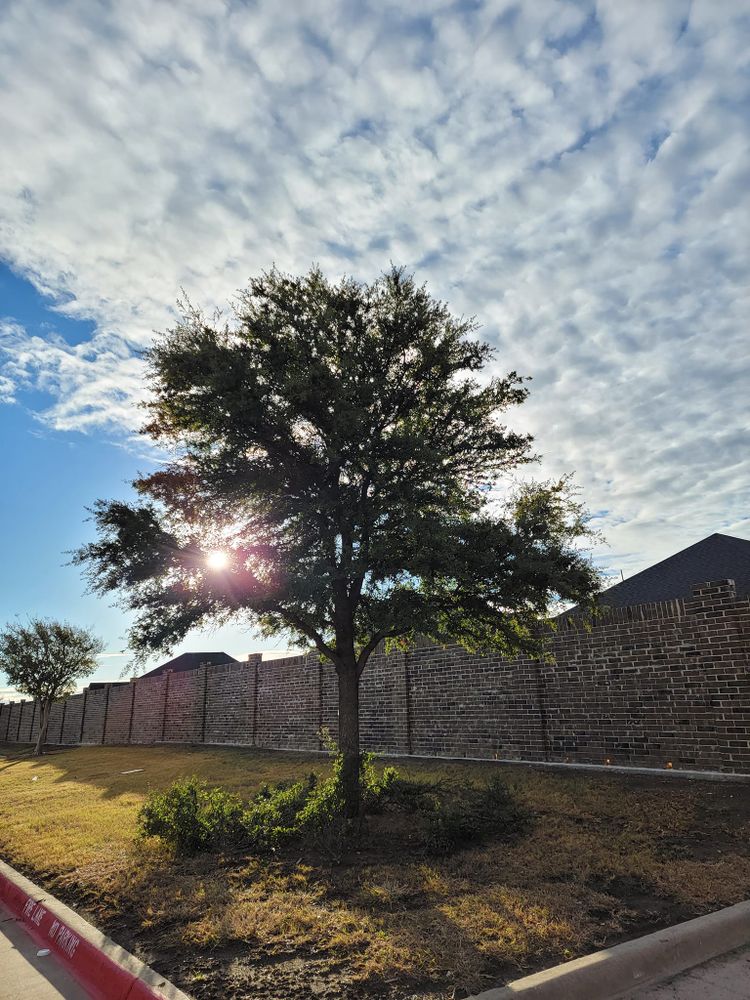 Enhance your property's beauty and safety with our professional tree trimming service. We expertly shape and maintain trees, ensuring optimal health while improving curb appeal and reducing potential hazards around your home. for RACSO RDZ LLC in McKinney, TX