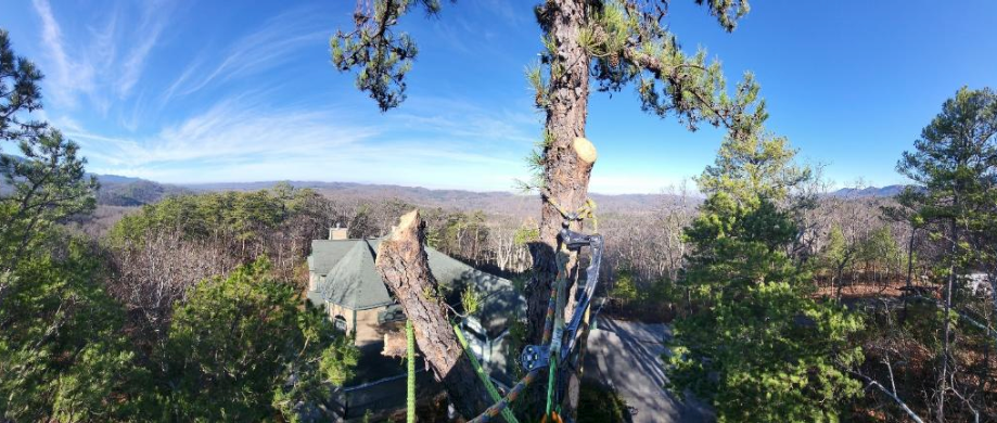 Our Vista Pruning service focuses on enhancing the aesthetic appeal of your trees by carefully shaping and trimming trees in your landscape to provide view clearance. for Settle Tree Services in Knoxville, TN