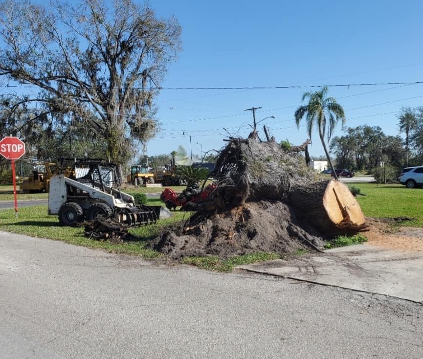 Tree Removal for Regal Tree Service and Stump Grinding in Wauchula, FL