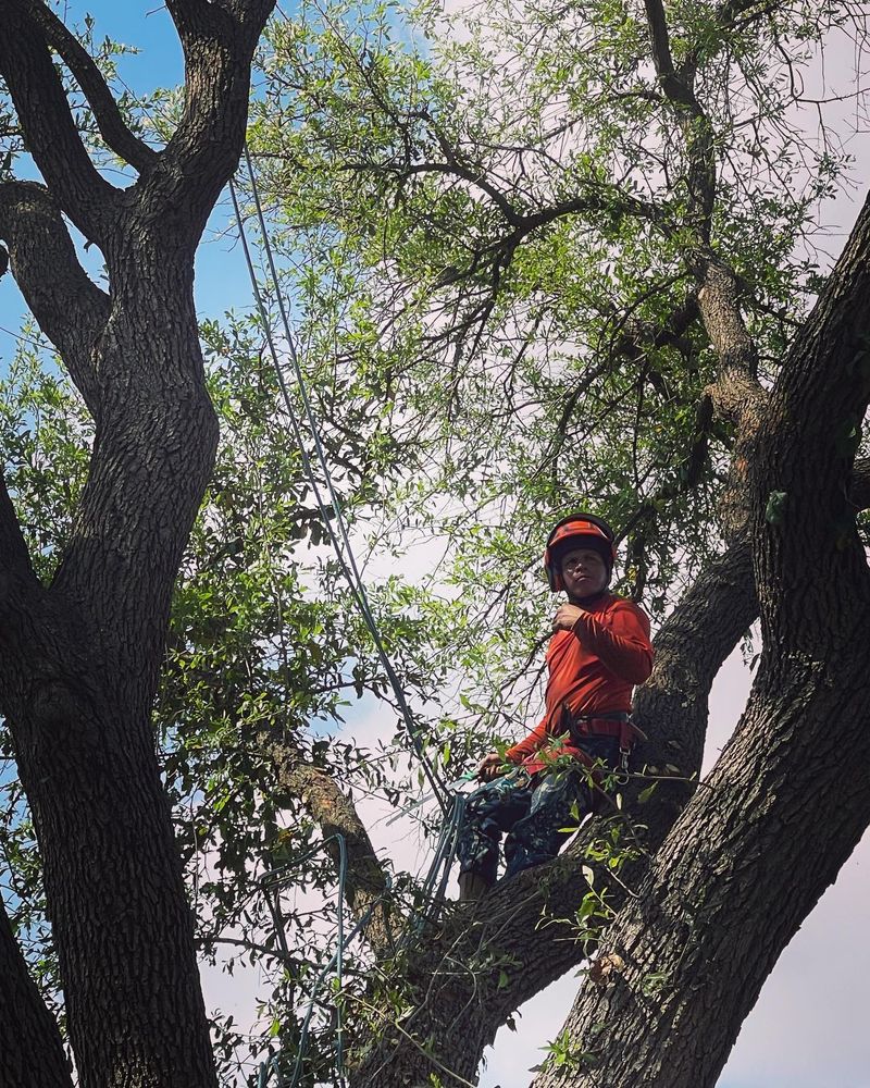 Tree Service for The S&L Good Fellas LLC in Irving, TX