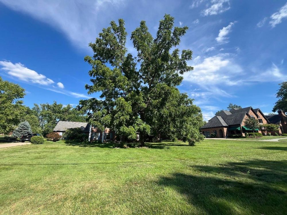 All Photos for Kingdom Tree Trimming and Removal LLC in Covington, KY