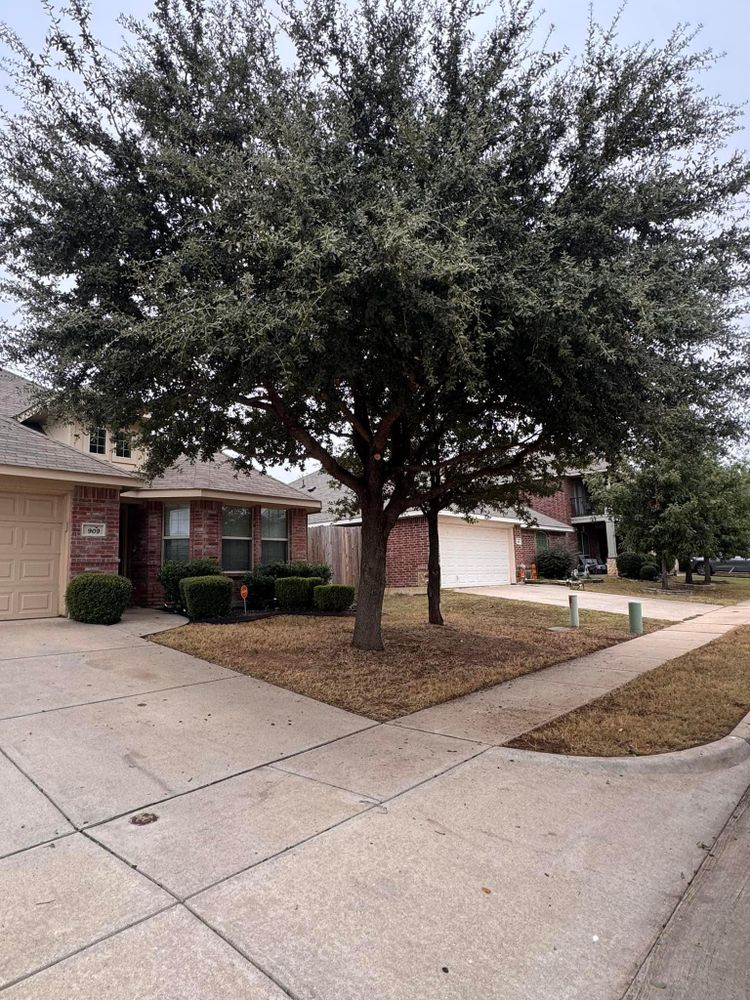 All Photos for Mora’s Lawn Services in Crowley,  TX