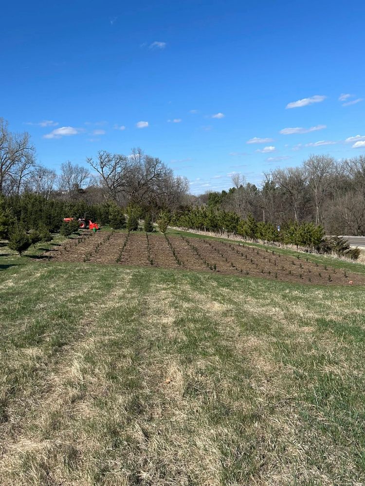 Pre-Cut Tree Lot for Spring Creek Evergreens in Red Wing, MN