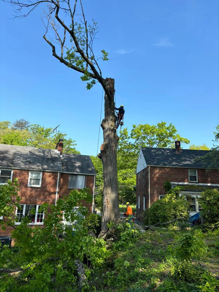 Our tree removal service safely and efficiently removes unwanted trees from your property, enhancing the beauty and safety of your landscape while mitigating potential hazards associated with unstable or overgrown trees. for R. Longoria Constructions in Cheverly, MD