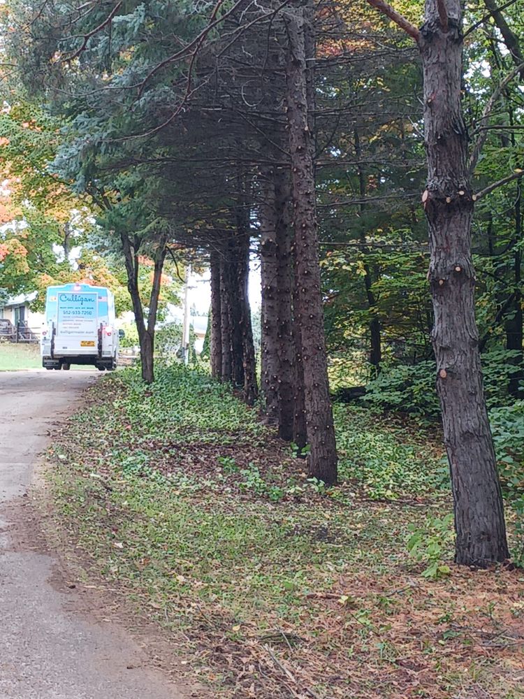 Our Tree Care service ensures your trees are healthy and thriving, enhancing the beauty of your landscape. Complement our expertise by integrating with our comprehensive lawn service for optimal yard care. for Buffalo Family Tree Care in Buffalo, MN