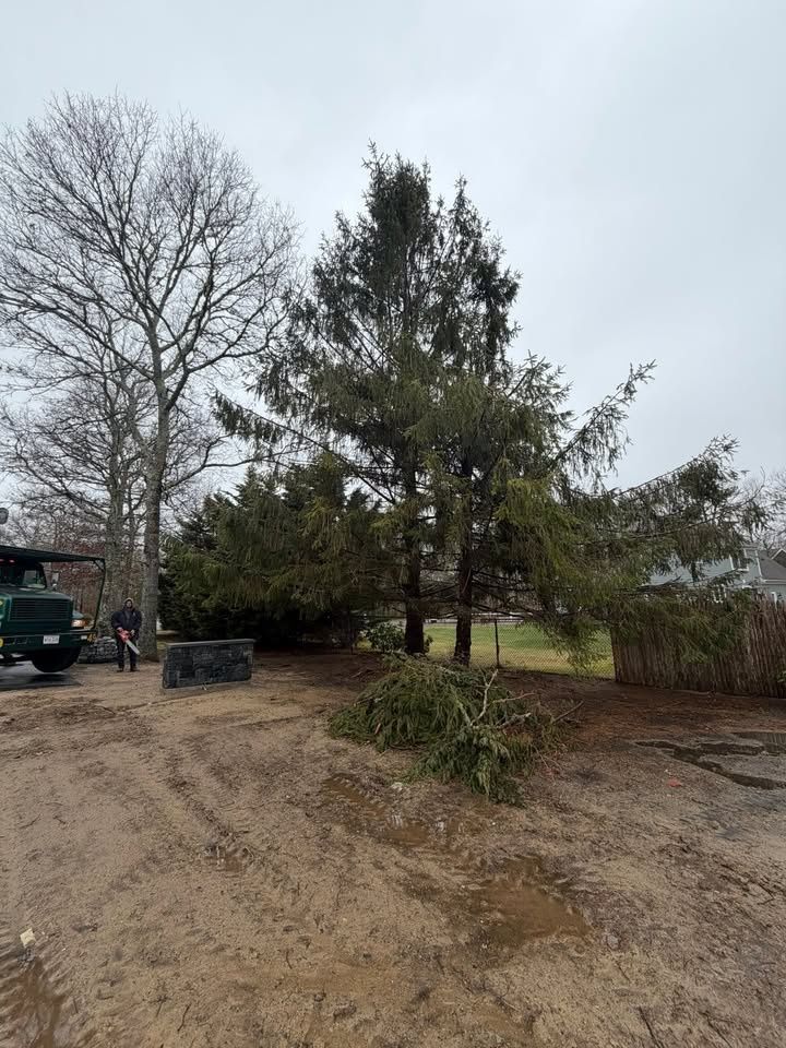 All Photos for Native Roots Tree Service in Cape Cod, MA
