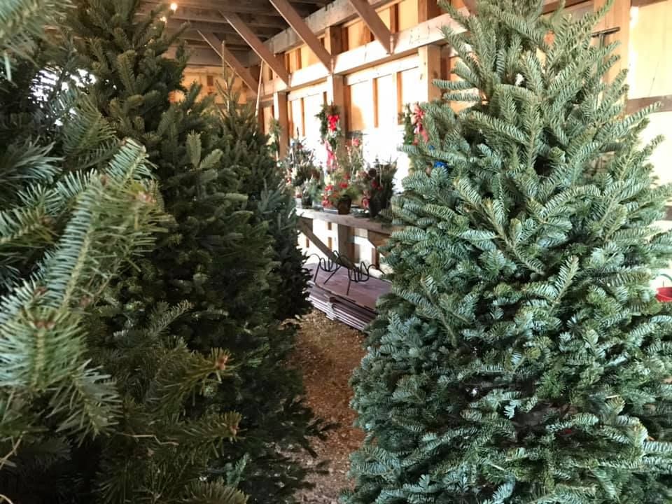 Explore our Pre-Cut Tree Lot for premium Balsam Fir trees, renowned for their fresh fragrance and lush, soft needles—perfectly prepared and ready to bring holiday magic into your home. for Spring Creek Evergreens in Red Wing, MN