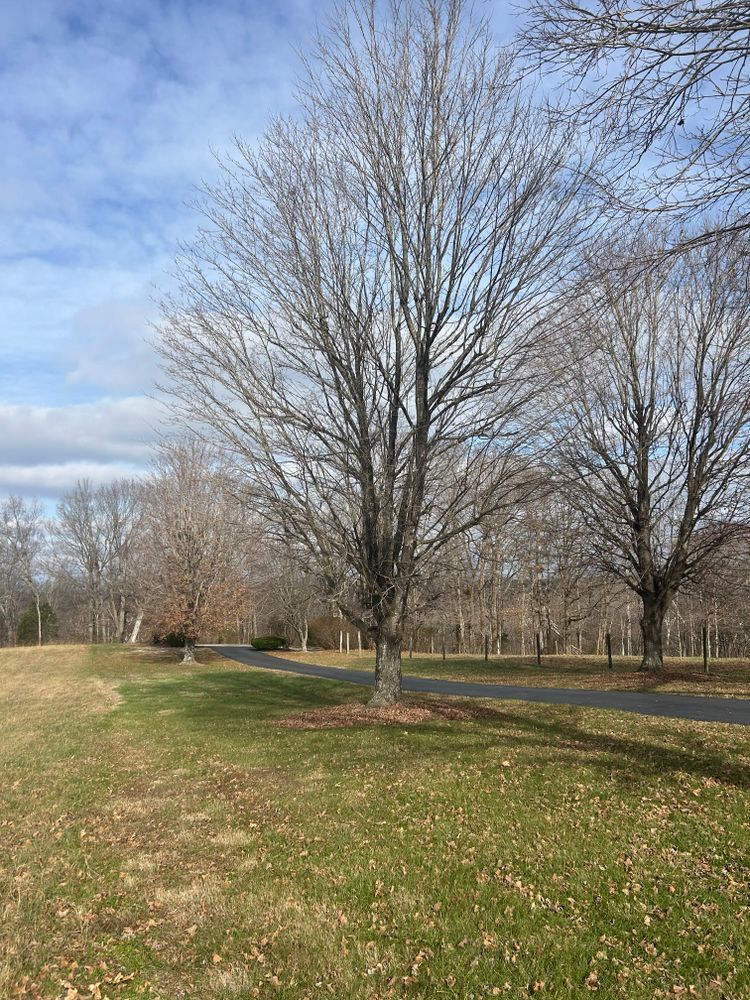 All Photos for Optimum Tree Service And Landscaping in Bowling Green, KY
