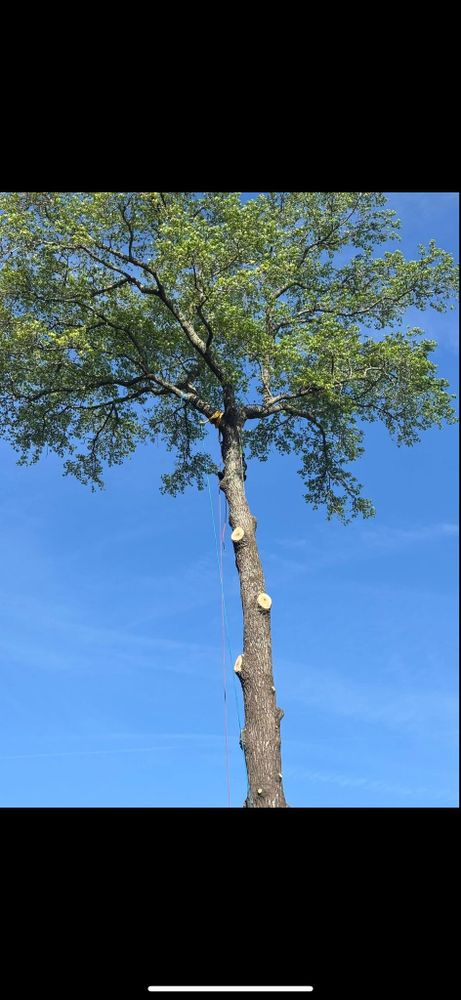 All Photos for Tidewater Tree Service in Chesapeake, VA