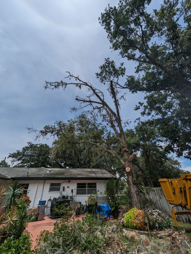 All Photos for Regal Tree Service and Stump Grinding in Wauchula, FL