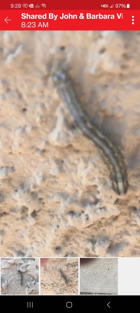 All Photos for Niko's Pest Control in Las Vegas, NV
