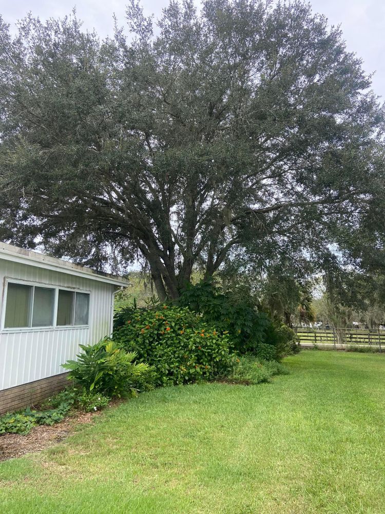 All Photos for Efficient and Reliable Tree Service in Lake Wales, FL