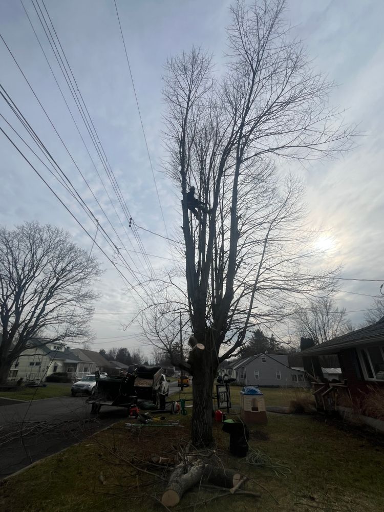 All Photos for Licensed to Cut Tree Service in Athens, PA
