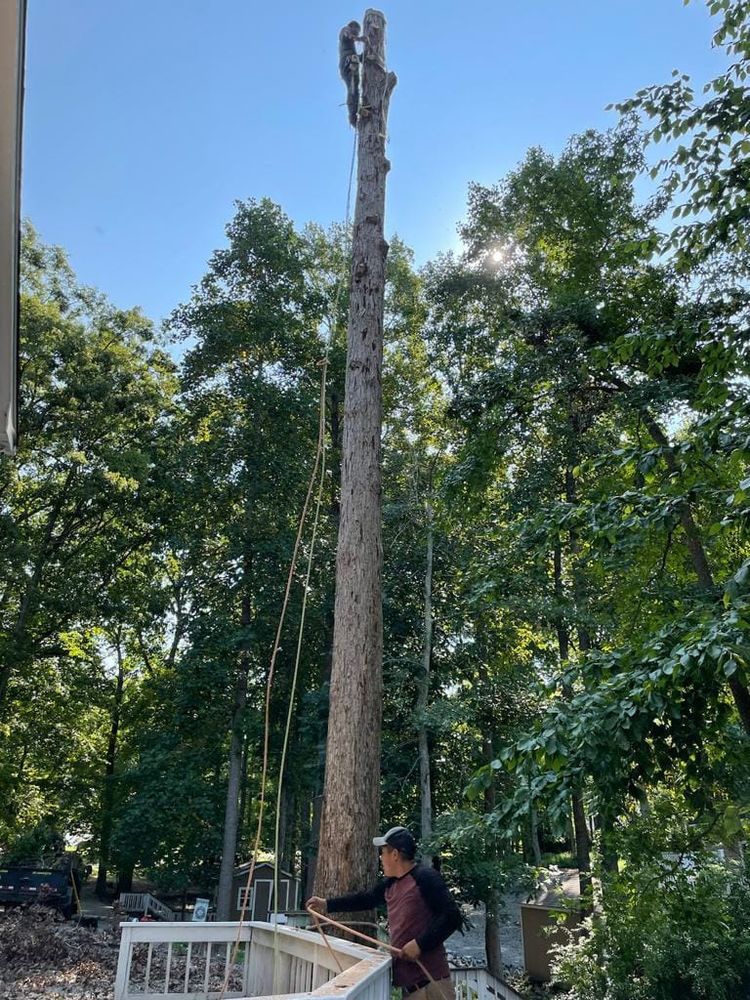 Tree Services for Rosales Landscaping LLC in Lake Gaston, North Carolina