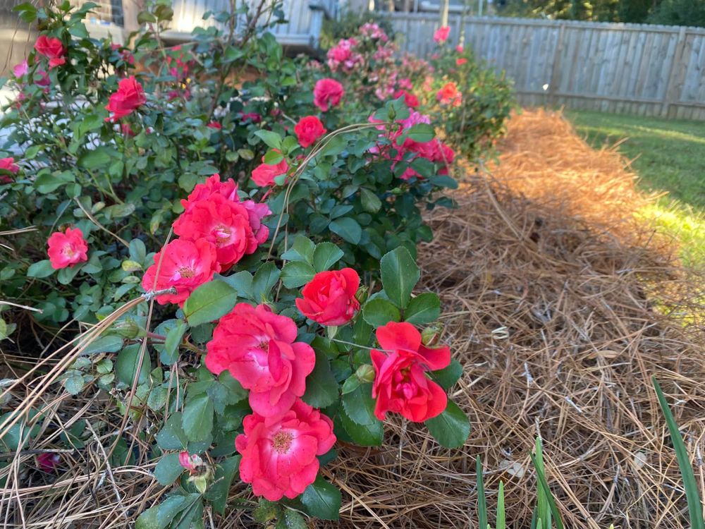 Our landscaping service offers expert care and maintenance for your lawn, ensuring a beautiful and well-maintained outdoor space that will enhance the appearance of your home. for Grasshopper's Lawn and Landscape  in fairhope, alabama