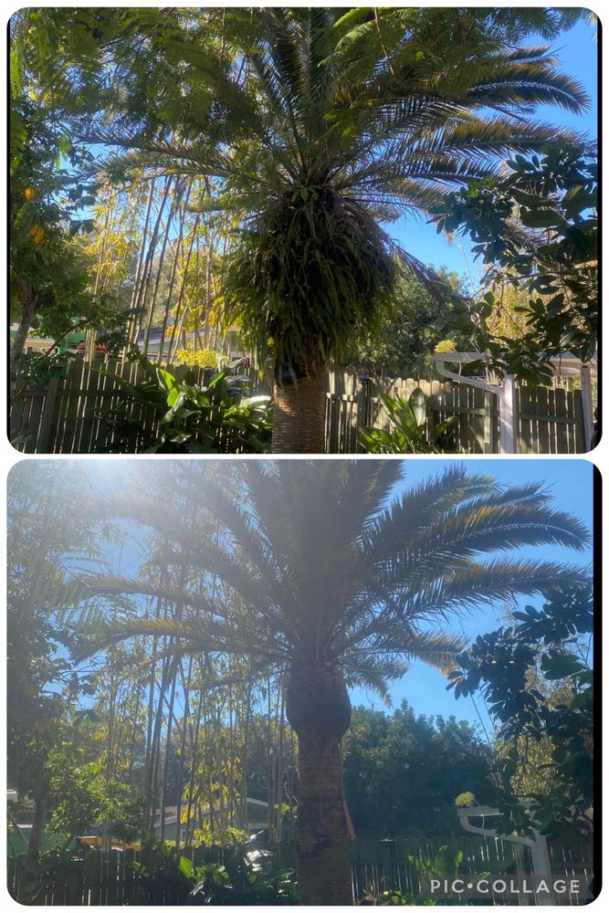 All Photos for Adam's Tree and Stump Care in Sarasota, FL