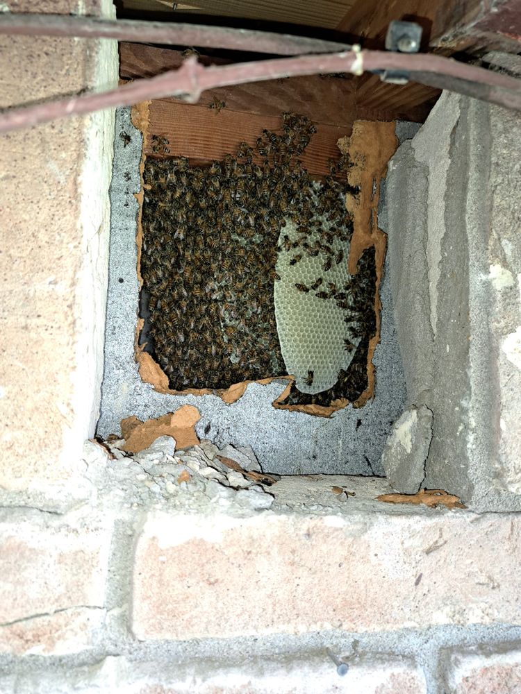 Bee swarm relocation