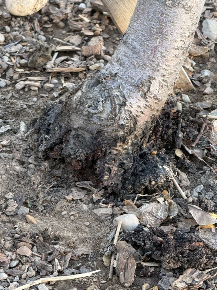 All Photos for Platinum Lawn Service in Santaquin, UT