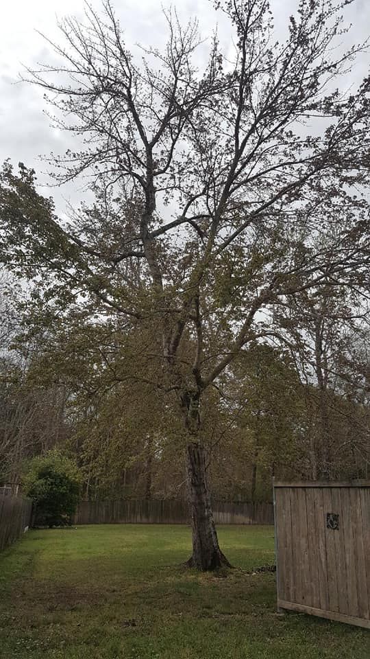 Tree Removal for David's Tree Service in Slidell, LA