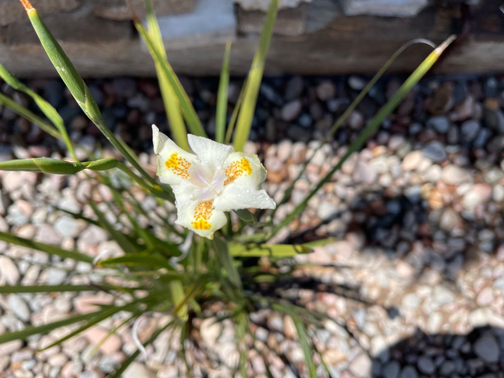 Drought-Tolerant Landscapes for Aidan Jade Landscaping in Riverside County, CA