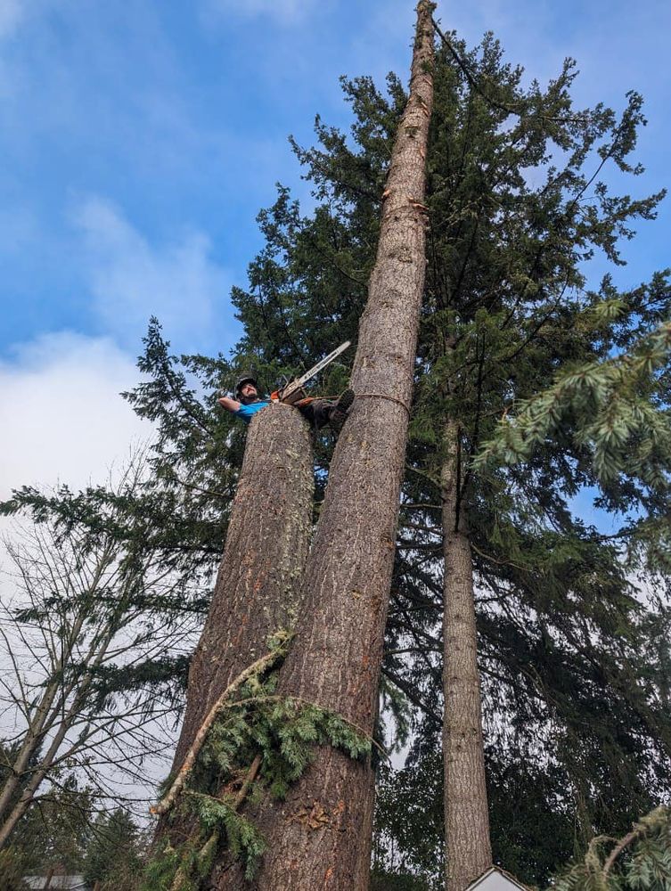 All Photos for Kimberley’s Trees in Saint Maries, ID