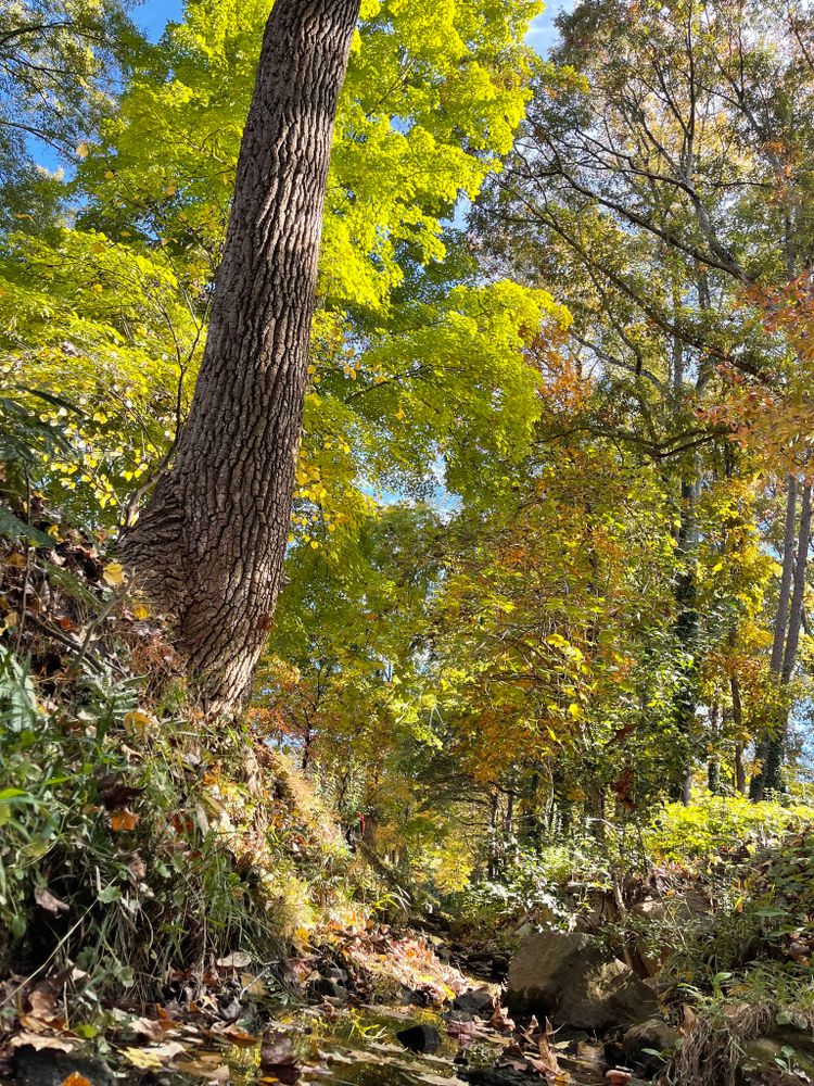 All Photos for Stem Tree Service in Belmont, NC