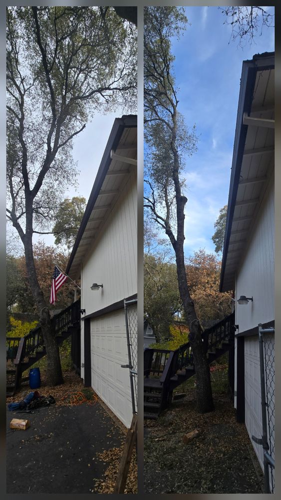 All Photos for George Staddan's Professional Tree Care in Placerville, CA