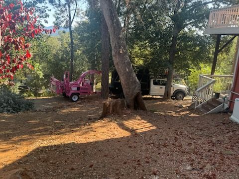 Property Clean Up for The Tree Fairy in Temecula, CA