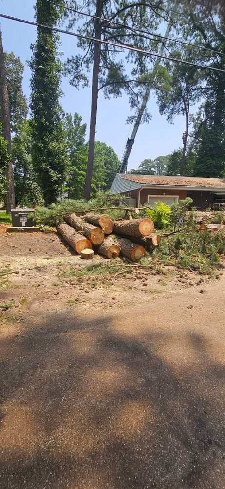All Photos for Beach Tree Care in Virginia Beach, VA