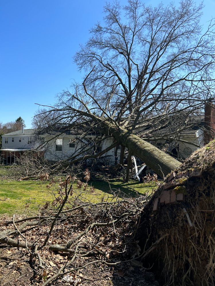 Emergency services  for JJ Tree Service in Gibsonia, PA