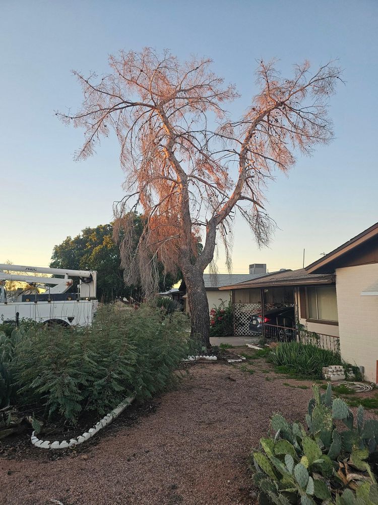 Tree Removal for T's Tree Service and Firewood in Apache Junction, AZ