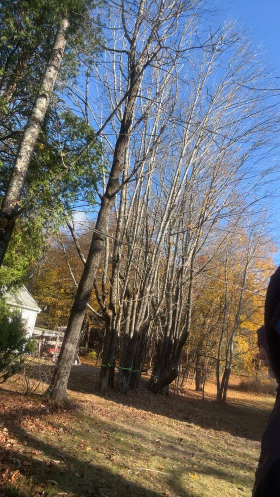 All Photos for Dwights Tree Service in Middleborough, MA