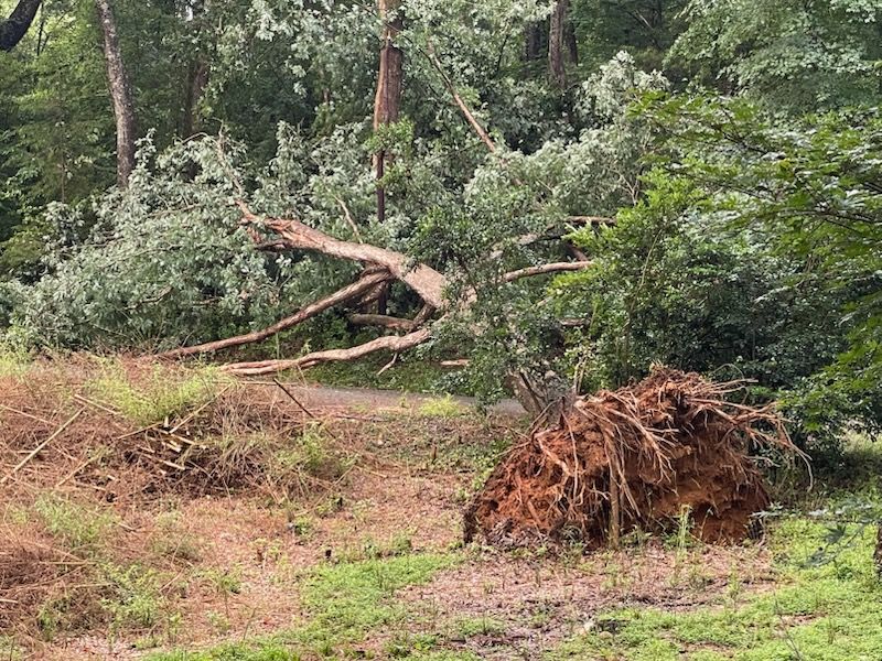 All Photos for Yardcall Solutions Tree & Landscaping Services in Durham, North Carolina