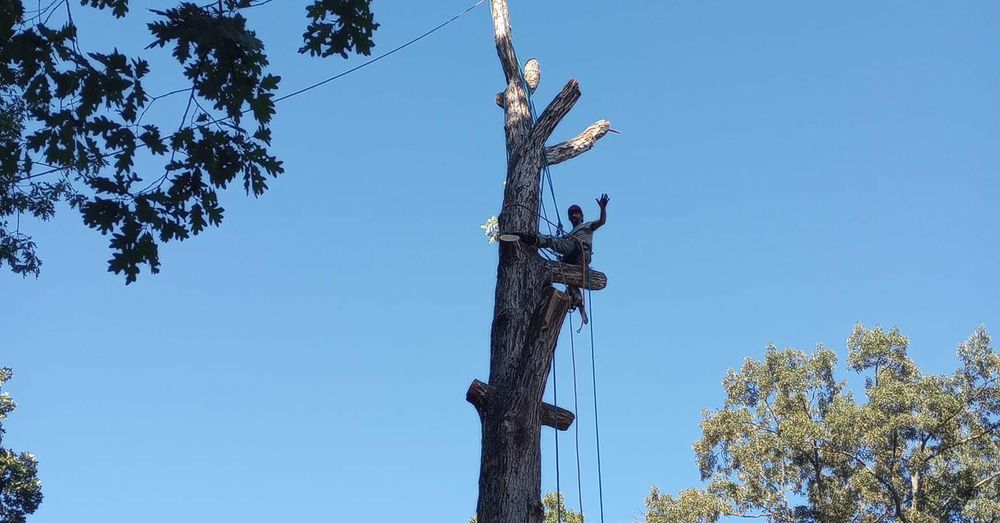 Other Services for Millers Tree Service in Saline County, AR