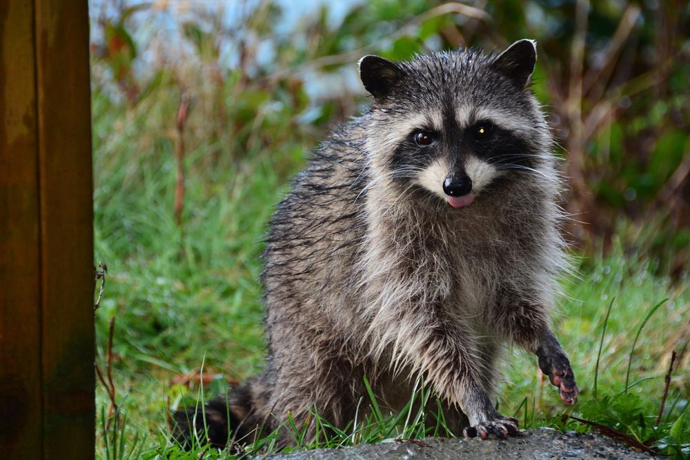 Our Raccoon Control service safely and effectively removes unwanted raccoons from your property, preventing damage and potential health risks. Trust our experienced technicians to handle the situation promptly. for Magnolia Wildlife Solutions  in  Collierville, TN