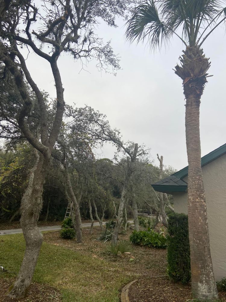 All Photos for Efficient and Reliable Tree Service in Lake Wales, FL