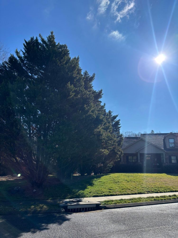 All Photos for SEALY TREE and LAWN in Cleveland, TN