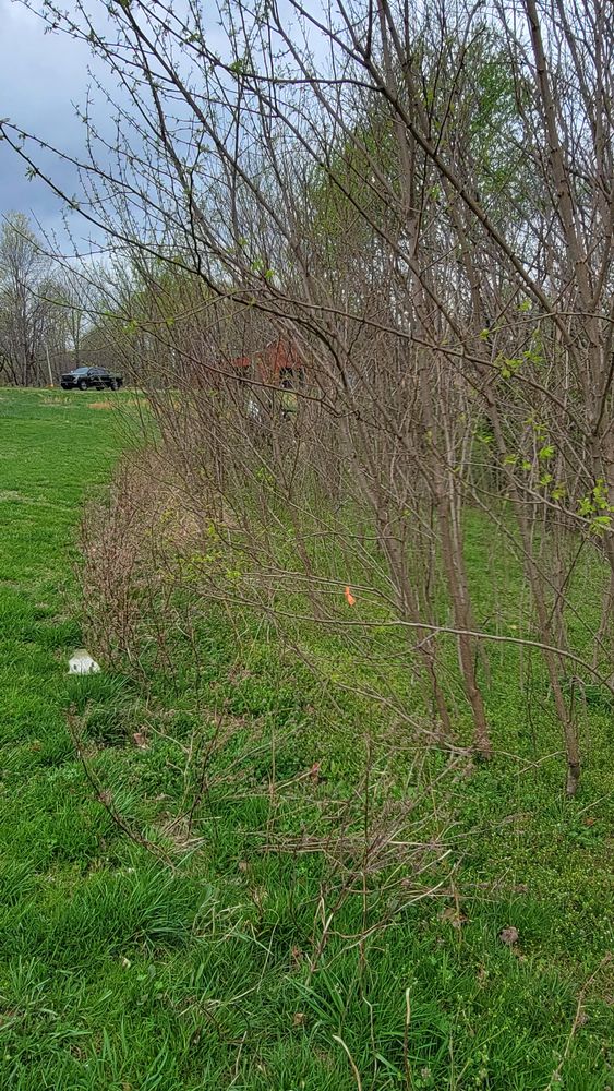 Land Clearing for Z's Land Management & Forestry Mulching in Smithville, TN