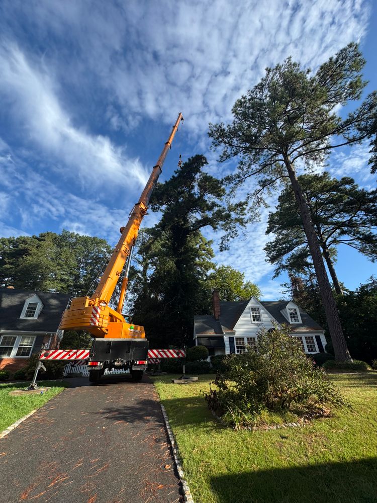 All Photos for Rawls Tree Care in Richmond, VA