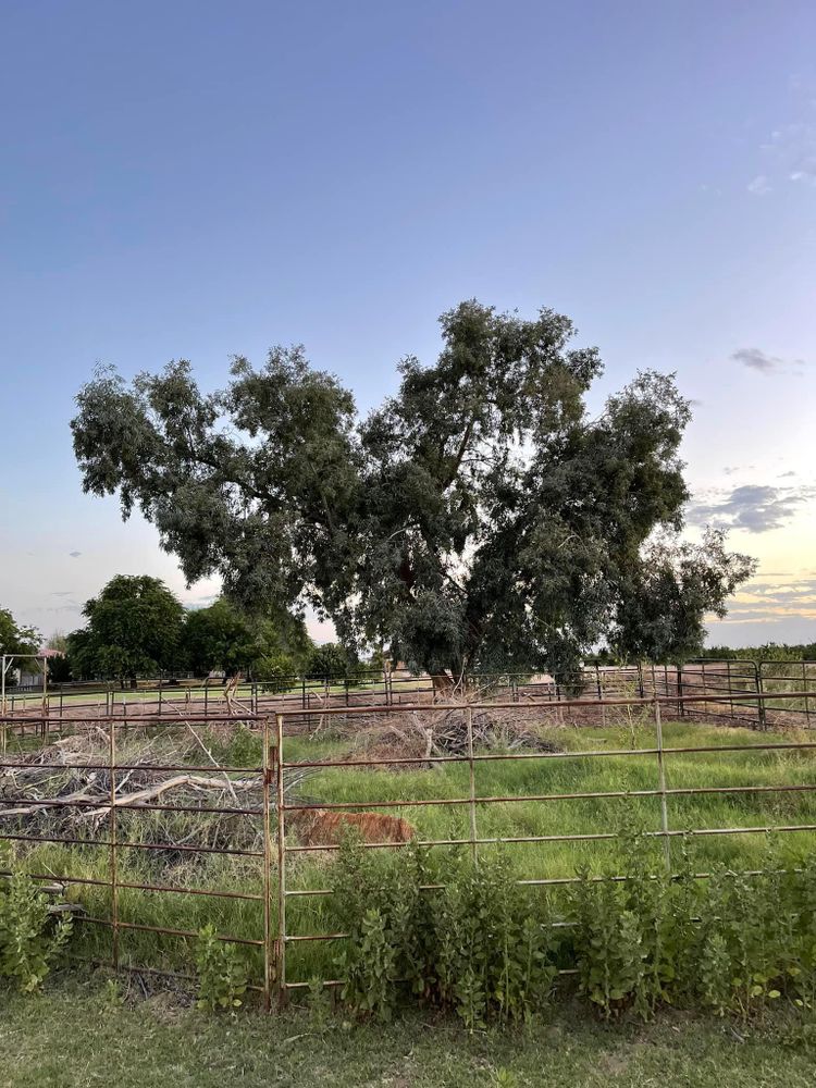 All Photos for Oliver L. Palm & Tree services in Yuma County, AZ