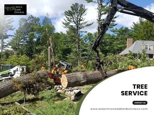 All Photos for Asbell's Tree & Land Services in Gilchrist County, FL