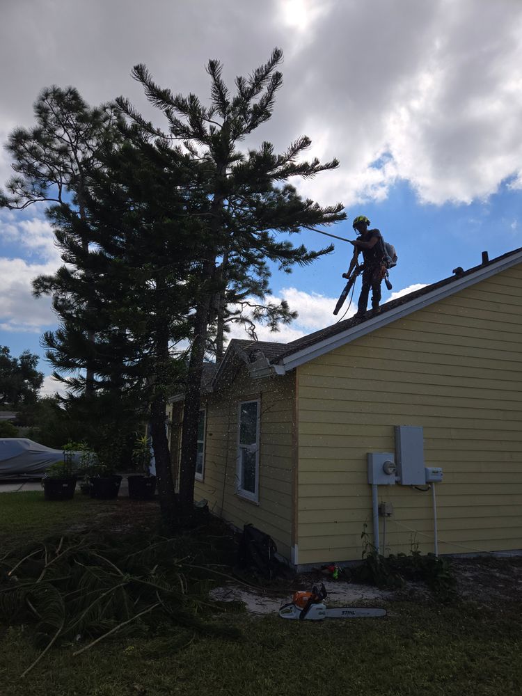 All Photos for Near Me Tree Service, Inc. in DeLand, FL