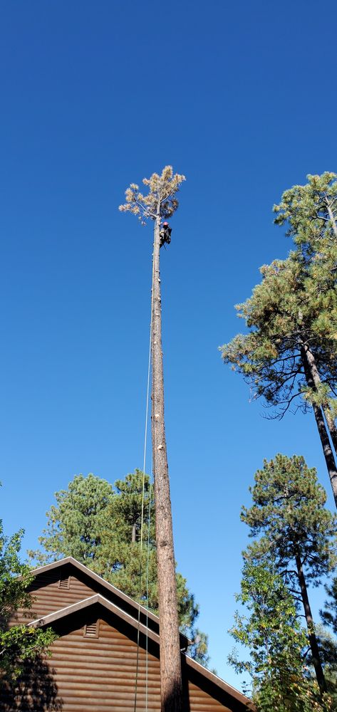 All Photos for StockPro Tree Specialists in Show Low, AZ
