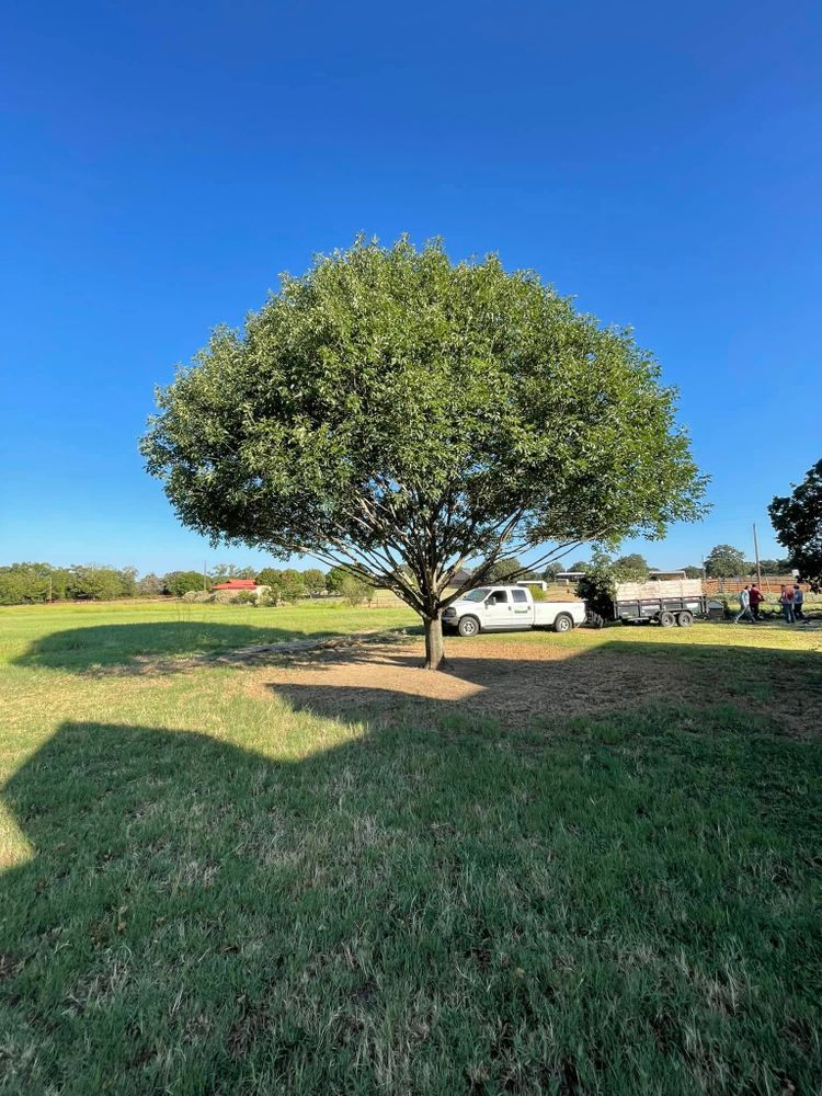 All Photos for Marks Tree Service in Fort Worth, TX