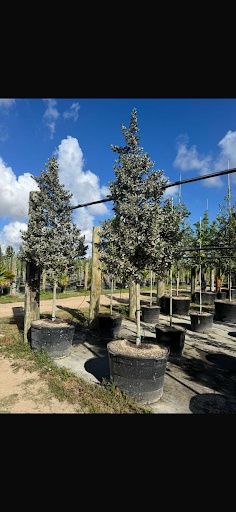 All Photos for Nurry Tree Services in Miami, FL