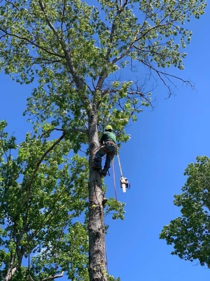 Our expert tree trimming service will enhance the health and appearance of your trees by removing dead or overgrown branches, improving sunlight exposure, and reducing potential hazards on your property. for Branch Out Tree Care LLC in Fredericksburg, VA
