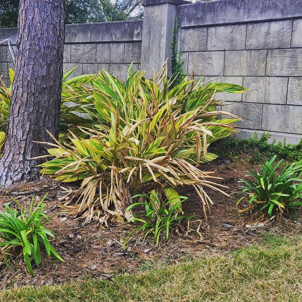 All Photos for TopNotch Landscaping Services  in The Villages, FL