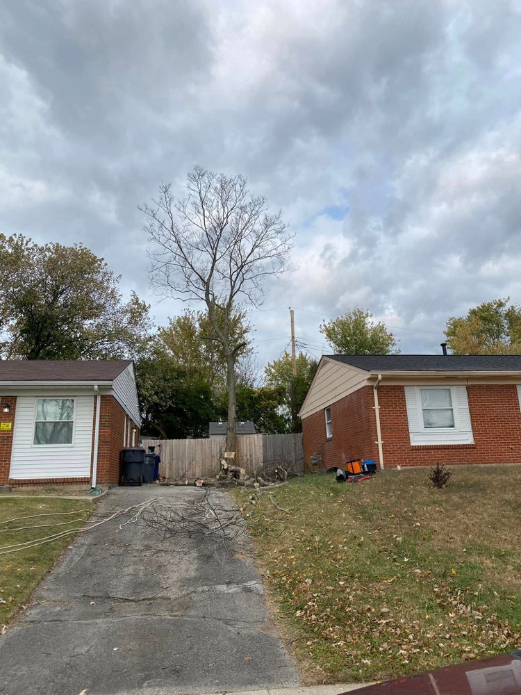 Tree Removal for Houtz Tree Service in Lexington, KY